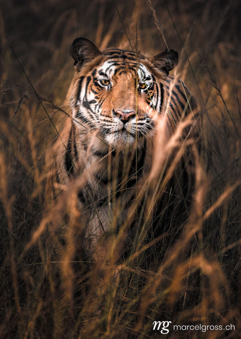 tiger in high grass