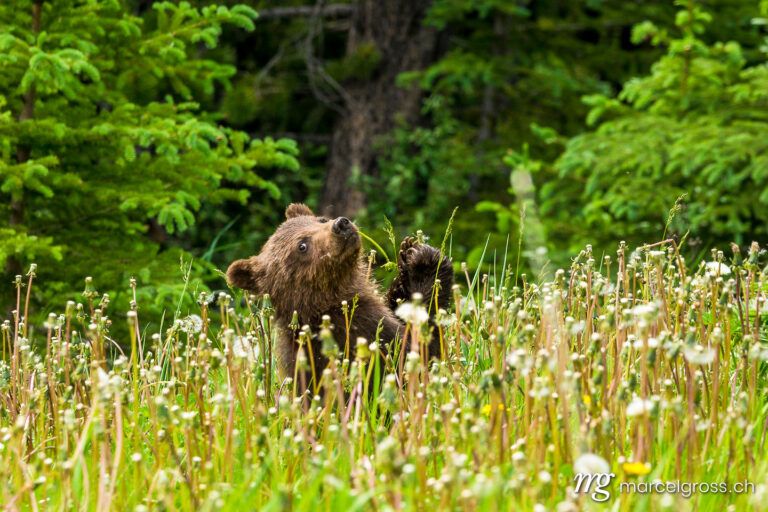 . cute baby bear in high grass. Marcel Gross Photography