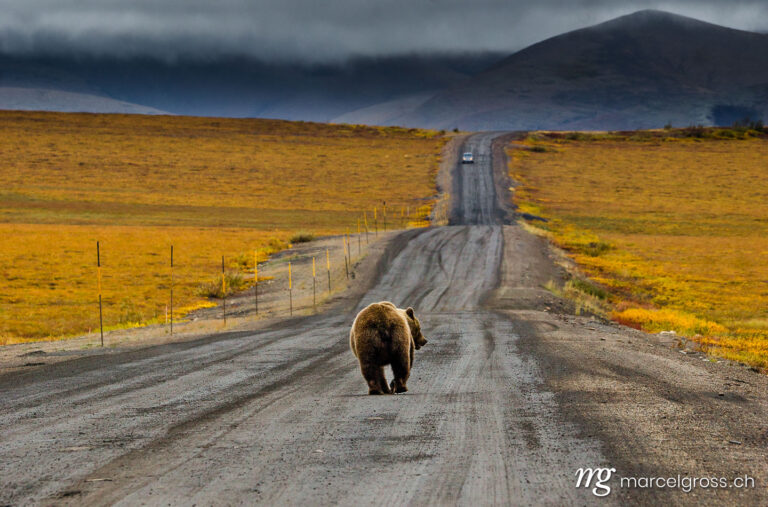grizzly bear on dirt road