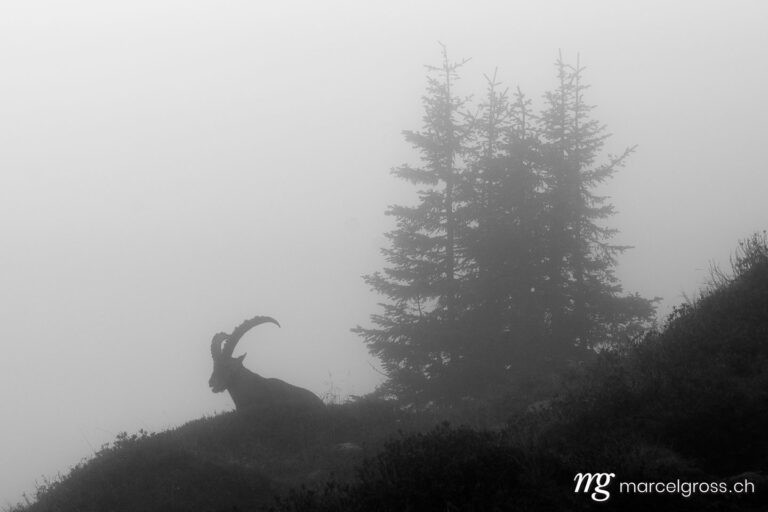 Steinbock Bilder. Der König der Alpen im Nebel. Marcel Gross Photography