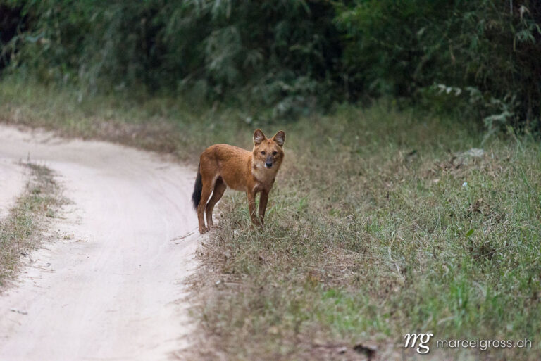 . dhole on the Road in Kanha National Park, Madhya Pradesh. Marcel Gross Photography