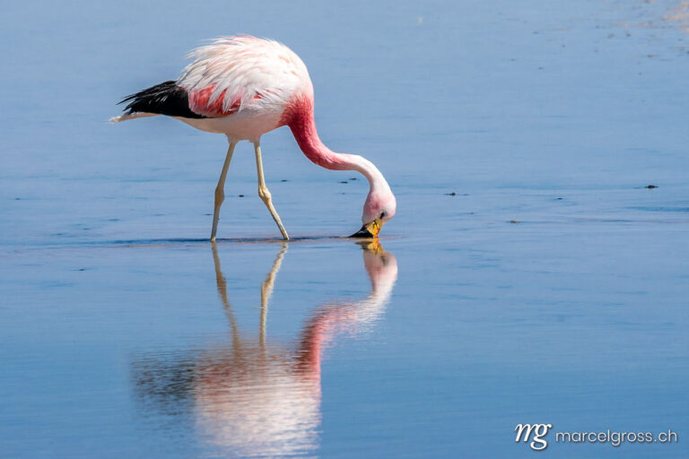 . douled flamingo. Marcel Gross Photography