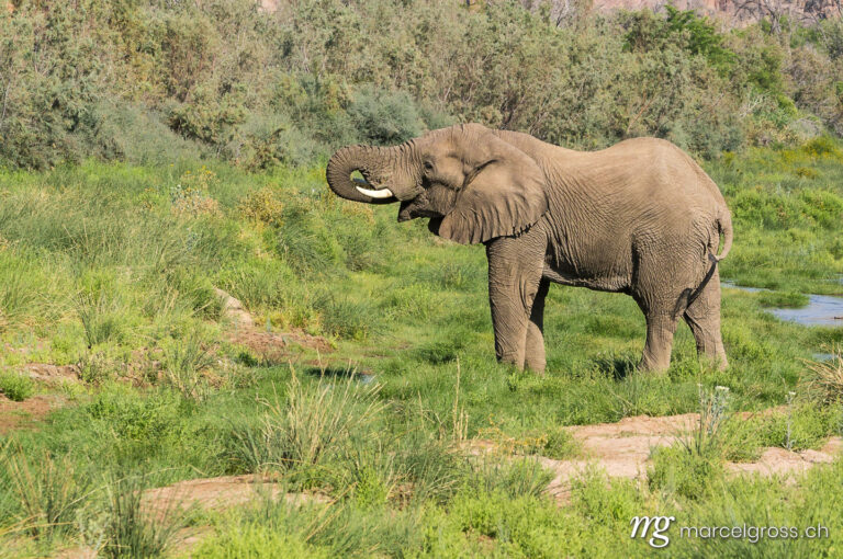 . drinking desert elephant. Marcel Gross Photography