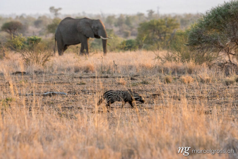 . Elefant und Zibetkatze auf Safari im Krüger Nationalpark. Marcel Gross Photography