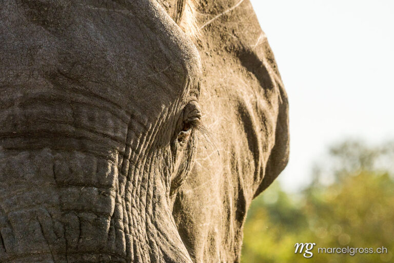 . Elefanten-Auge auf Safari im Krüger Nationalpark. Marcel Gross Photography