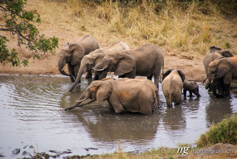 . Elefanten-Herde am Wasserloch im Tsavo Nationalpark, Kenia. Marcel Gross Photography