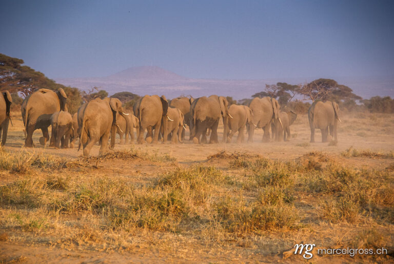 . Elefanten-Herde im Abendlicht im Amboseli Nationalpark. Marcel Gross Photography