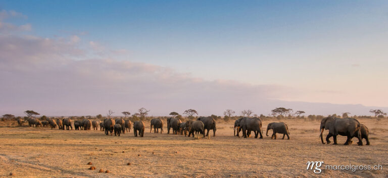 . Elephant herd in Amboseli National Park. Marcel Gross Photography