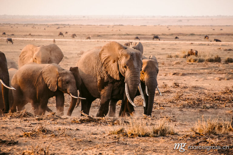 . Elephant herd in Amboseli National Park. Marcel Gross Photography