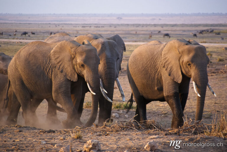 . Elefanten-Herde im Amboseli Nationalpark. Marcel Gross Photography