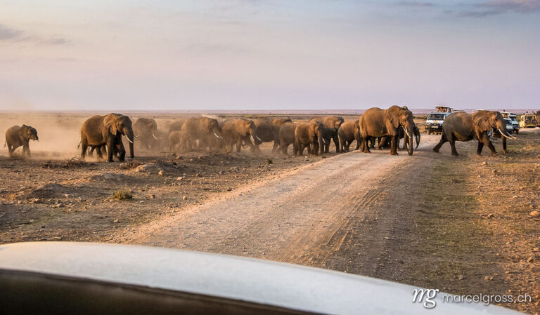 . Elephant Crossing in Amboseli National Park. Marcel Gross Photography