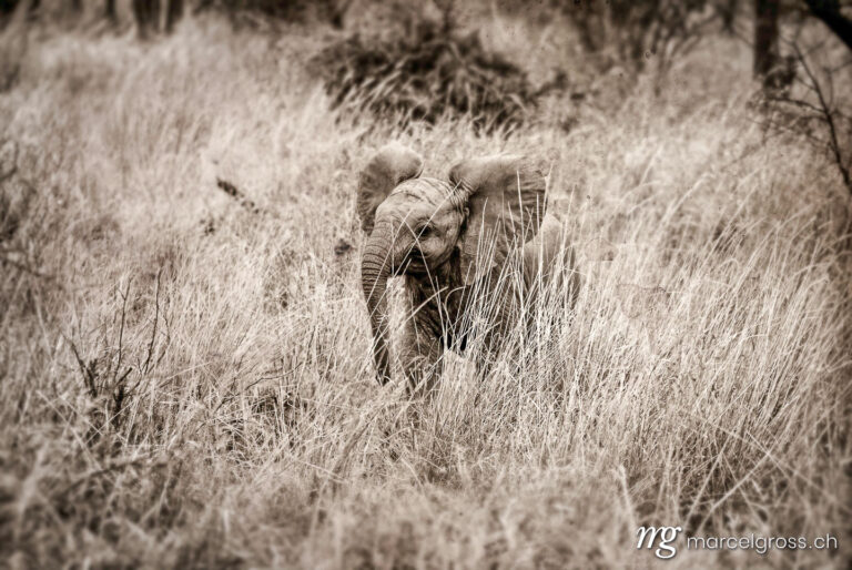 . Elephantchild. Marcel Gross Photography