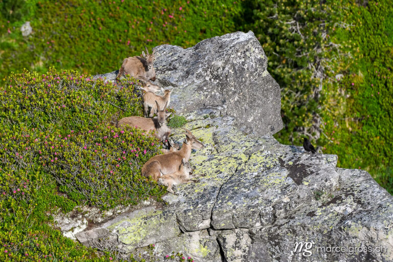 Capricorn pictures. Family of ibexes on a ledge in the Bernese Alps. Marcel Gross Photography