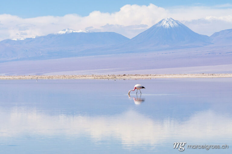 . flamingo and vulcano. Marcel Gross Photography