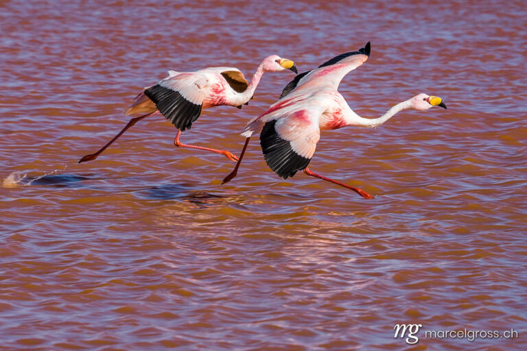 . flamingo landing. Marcel Gross Photography