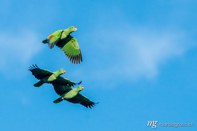 . Flying parrots in the Tambopata Reserve in the Peruvian Amazon. Marcel Gross Photography