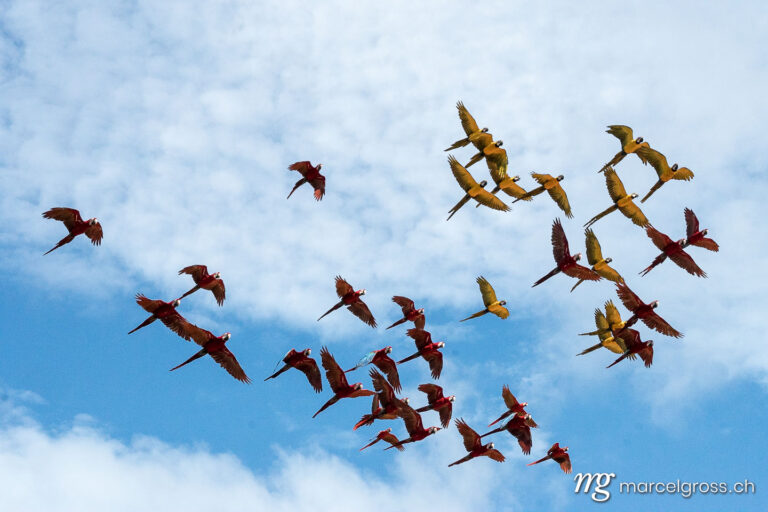a flock of wild macaws in the Amazon