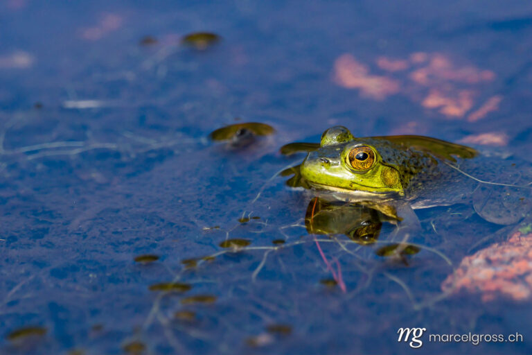 . Frog. Marcel Gross Photography