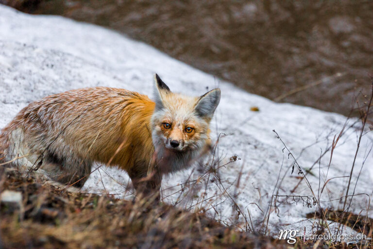 . Fox in Yellowstone National Park, Wyoming. Marcel Gross Photography