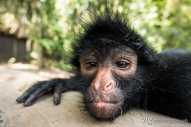 . funny portrait of a curious spider monkey. Marcel Gross Photography