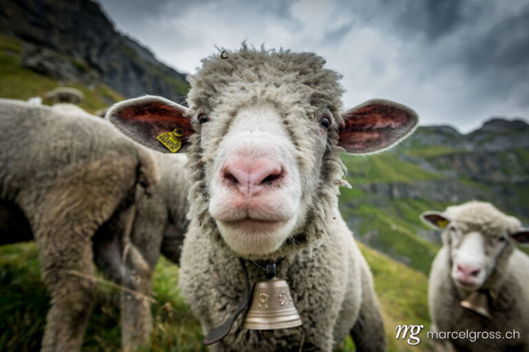 . funny portrait of a sheep high above Oeschinensee near Kandersteg. Marcel Gross Photography