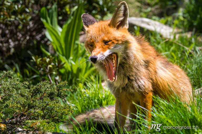 . Yawning red fox in Gran Paradiso National Park, Aosta Valley, Italy. Marcel Gross Photography