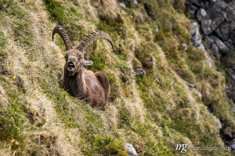 Capricorn pictures. yawning ibex. Marcel Gross Photography