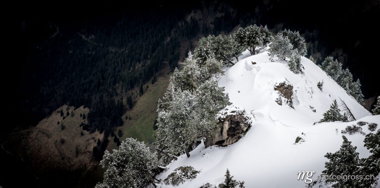 . Gämse im Schnee. Marcel Gross Photography