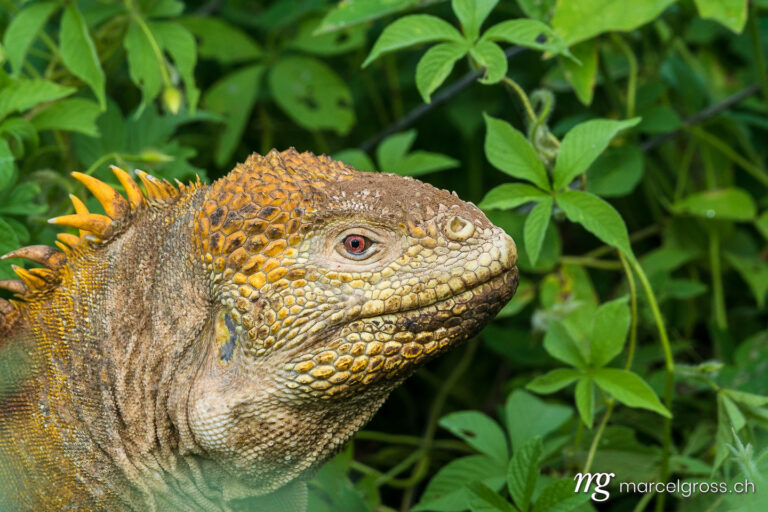 . Yellow land iguana at Cerro Dragon, Santa Cruz Island, Galapagos. Marcel Gross Photography