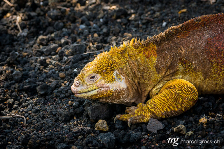 . Yellow land iguana at the breeding center at Puerto VIllamil, Isabela. Marcel Gross Photography