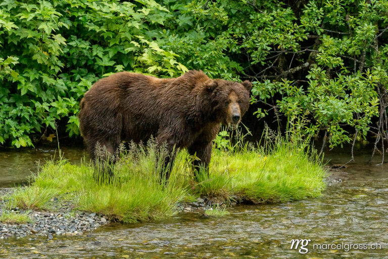 . giant grizzly at creek. Marcel Gross Photography