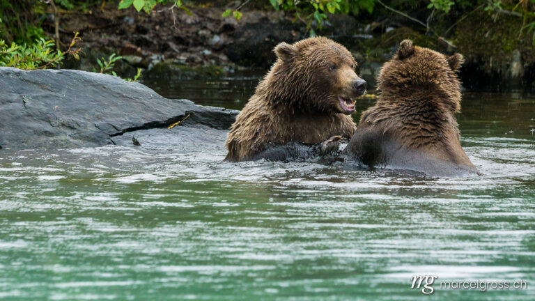 . Grizzly bear brothers playing in a lake. Marcel Gross Photography
