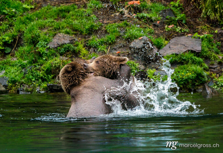 fighting grizzly bear cubs in lake