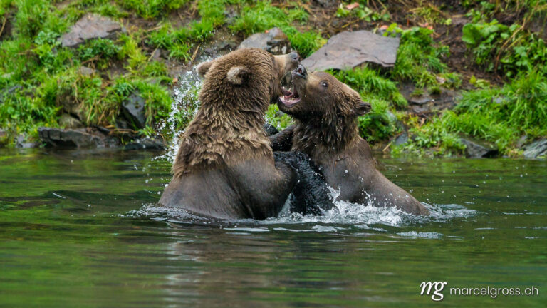 . Grizzly bear brothers playing in a lake in Lake Clark National Park, Alaska. Marcel Gross Photography