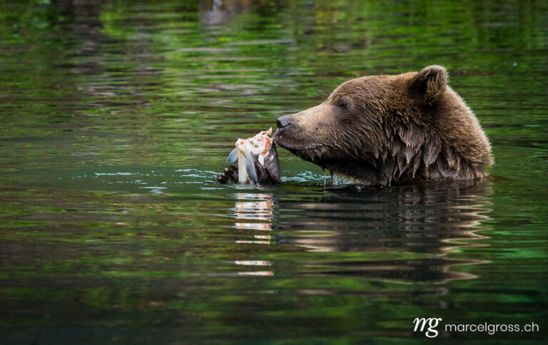 . Grizzly Bear Cub feeding on Salmon. Marcel Gross Photography
