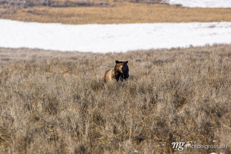 . Grizzly Bear in Hayden Valley in spring. Marcel Gross Photography