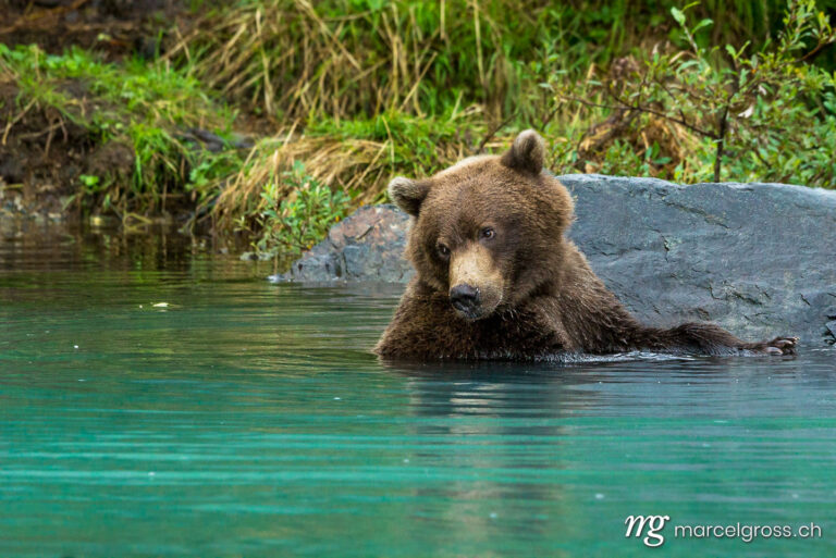 . Grizzly bear in turquoise water in Lake Clark National Park, Alaska. Marcel Gross Photography