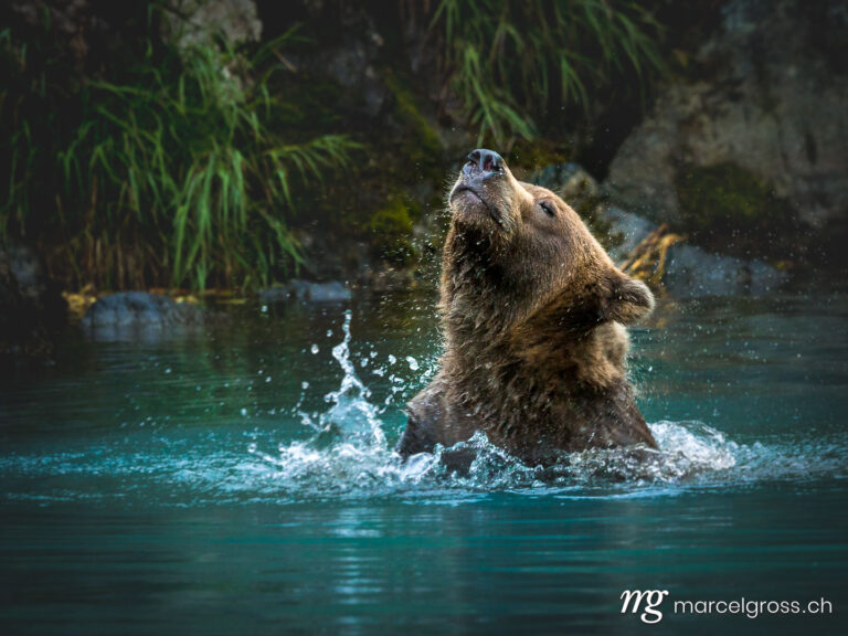 grizzly bear shaking off the water from his head, Lake Clark National Park in Alaska. Taken by Marcel Gross Photography