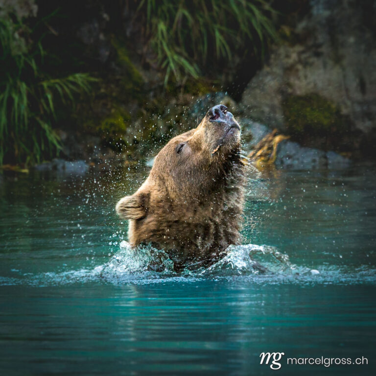grizzly bear shaking off the water