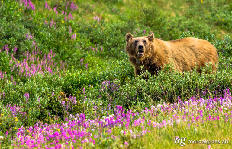 grizzly bear in flowers