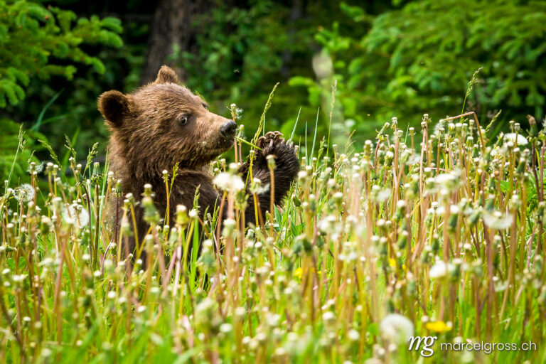cute grizzly pup in high grass