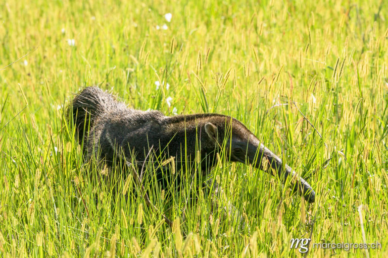 . Big anteater in tall grass, Pantanal. Marcel Gross Photography