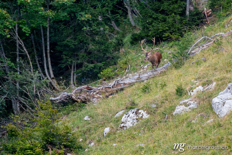 Wildtiere der Schweiz. grosser männlicher Hirsch während der Brunft in den Berner Alpen. Marcel Gross Photography
