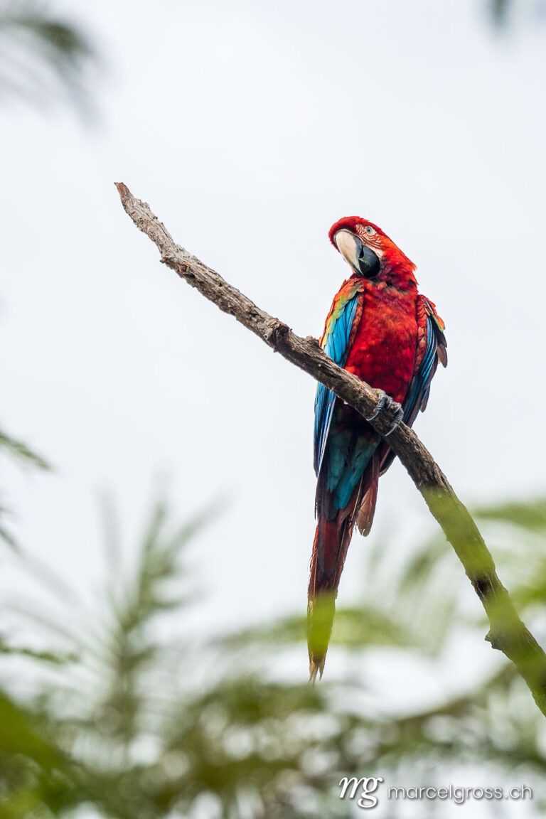 . Green-winged Macaw in the Pantanal. Marcel Gross Photography