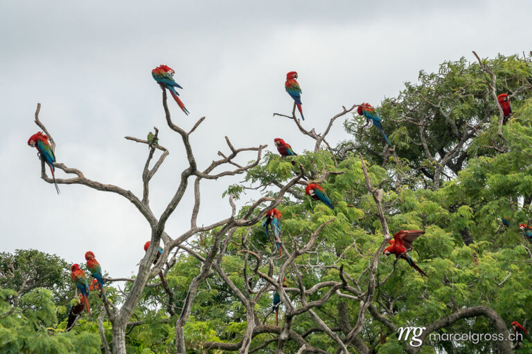 . Green-winged Macaws in the Pantanal. Marcel Gross Photography