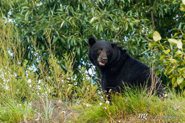 . handsome black bear. Marcel Gross Photography