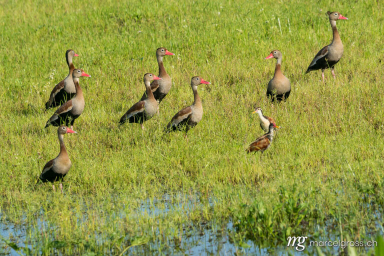 . Autumn whistling goose family in the Pantanal. Marcel Gross Photography