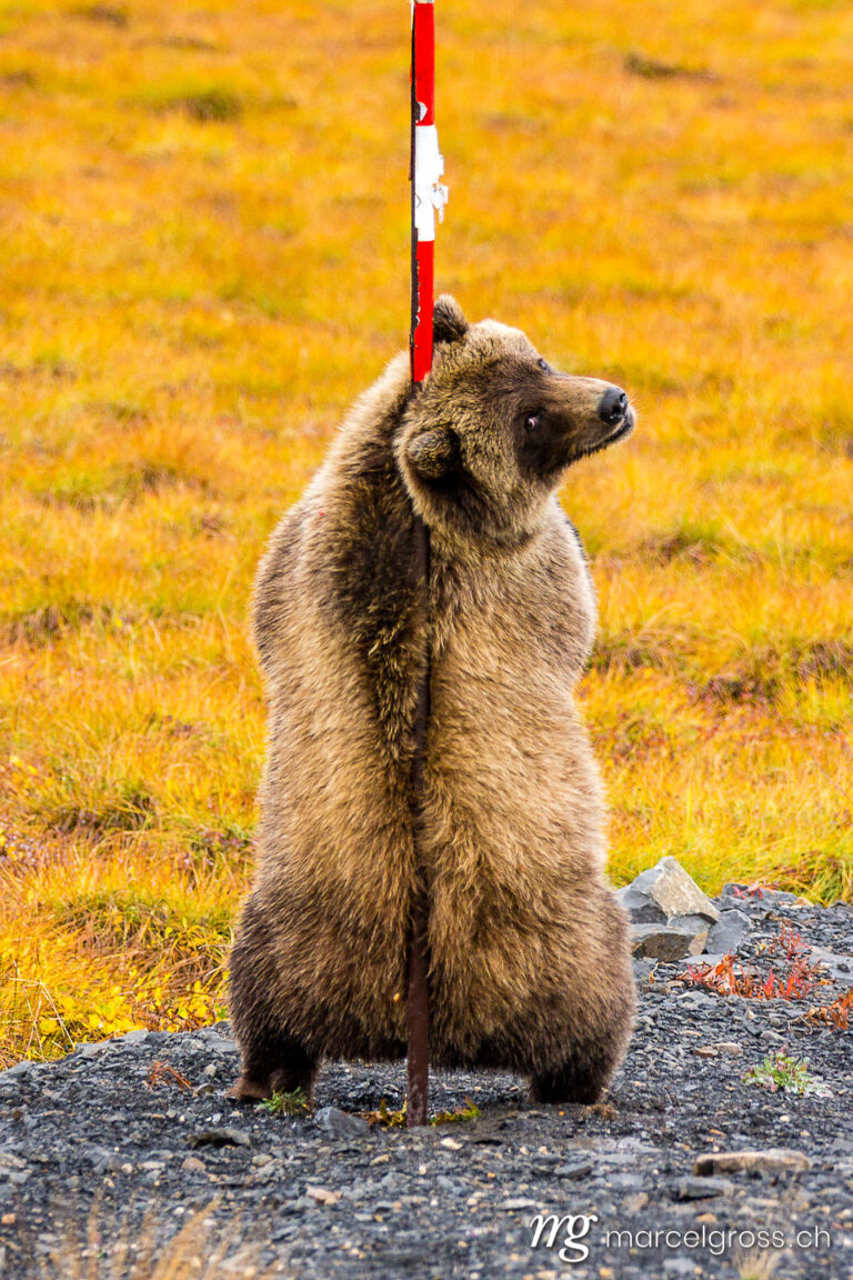 grizzly bear scratching his back on pole