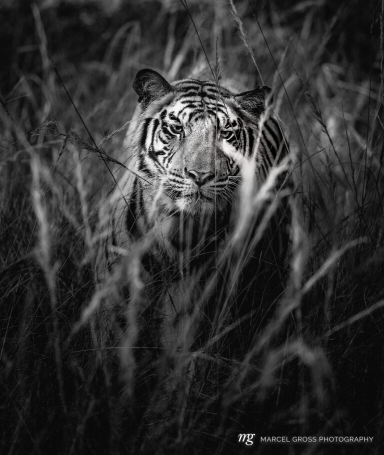 Bengal tiger in high growing grass in Bandhavgarh National Park, Madhya Pradesh. Taken by Marcel Gross Photography