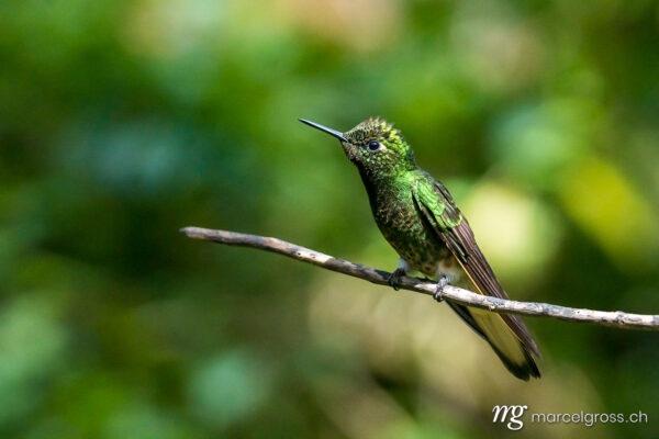 . humming-bird. Marcel Gross Photography